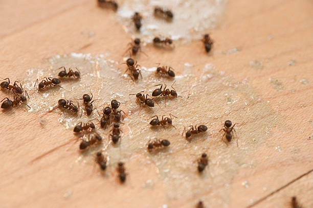 Best Best Pest Control Companies  in Langhorne, PA