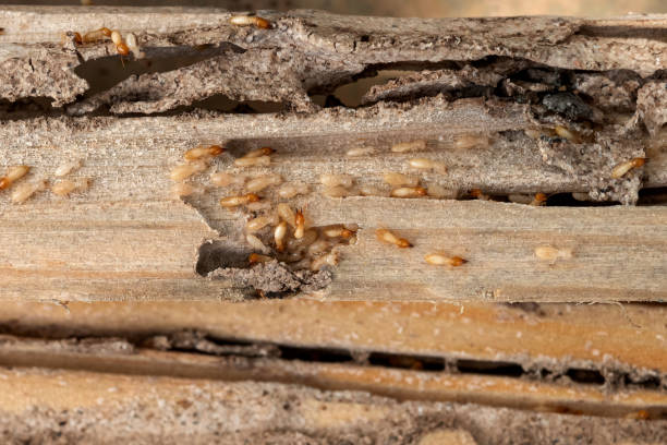 Best Commercial Pest Control Services  in Langhorne, PA